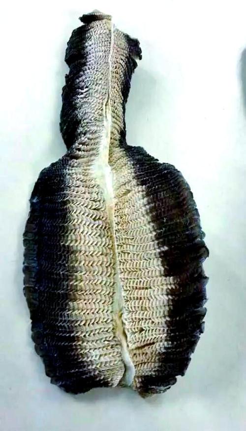 膨鱼鳃的功效