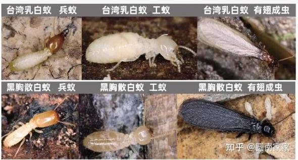 家里出现白蚁怎么处理