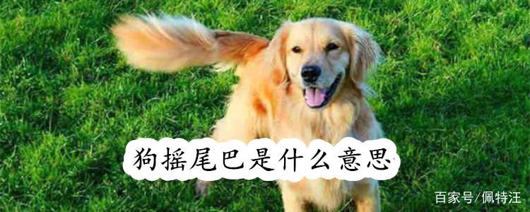 小狗摇尾巴代表什么意思