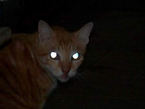 闪光灯照到猫眼睛