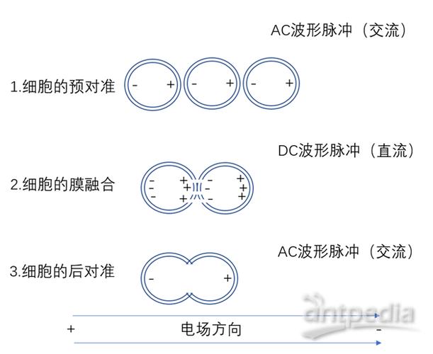 接触融合是什么规则