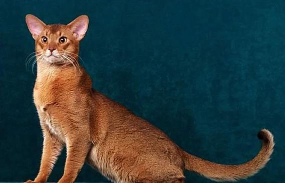 埃及猫和阿比西尼亚猫哪个更亲人