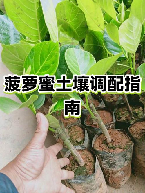 菠萝蜜跟什么相克中毒