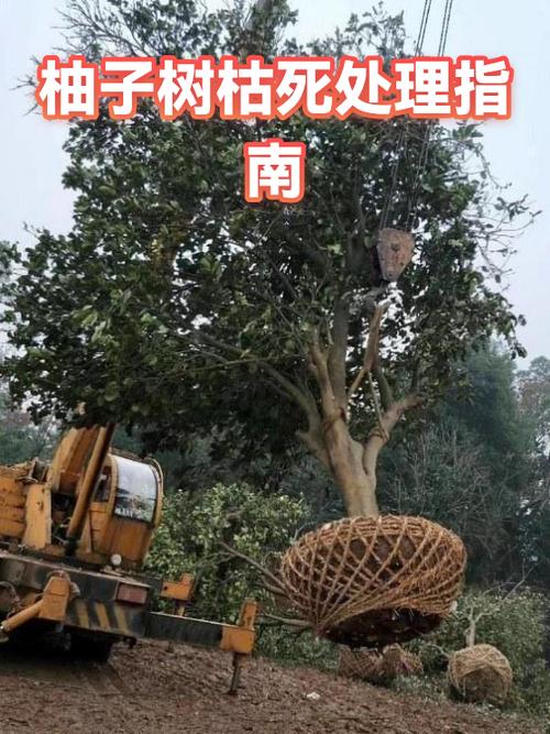 柚子树枯萎怎么办