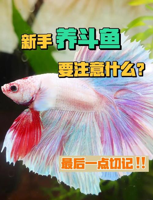 斗鱼10万贡献多少钱