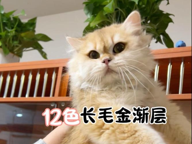 金渐层长毛12色多少钱