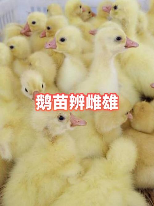 雌雄公母对照图