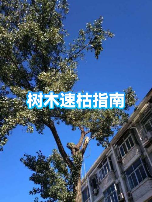 怎样让树木快速枯萎