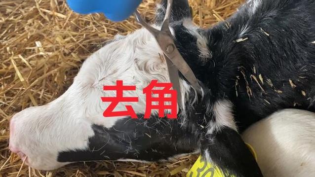 牛去角
