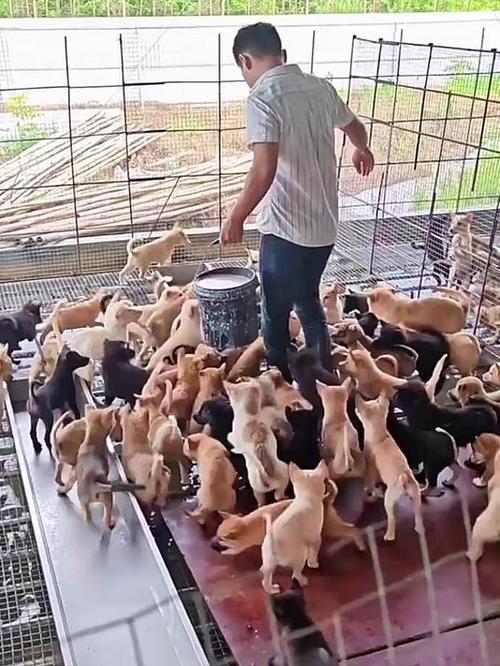 养殖狗的前景如何 养殖狗的前景如何