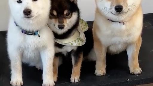 黄柴犬和黑柴犬一起的图