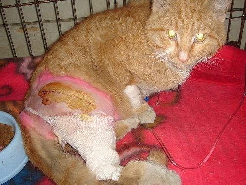 猫咪打架受伤了能自愈吗