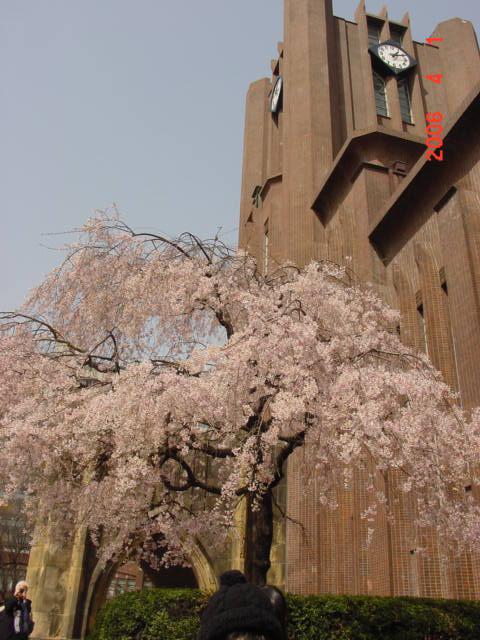 3d北海樱花二中一截图3