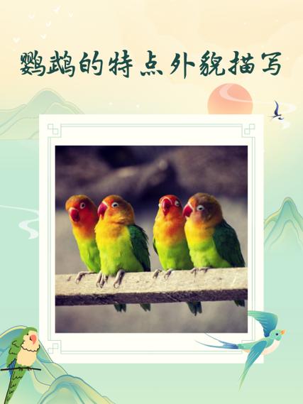 鹦鹉的特点