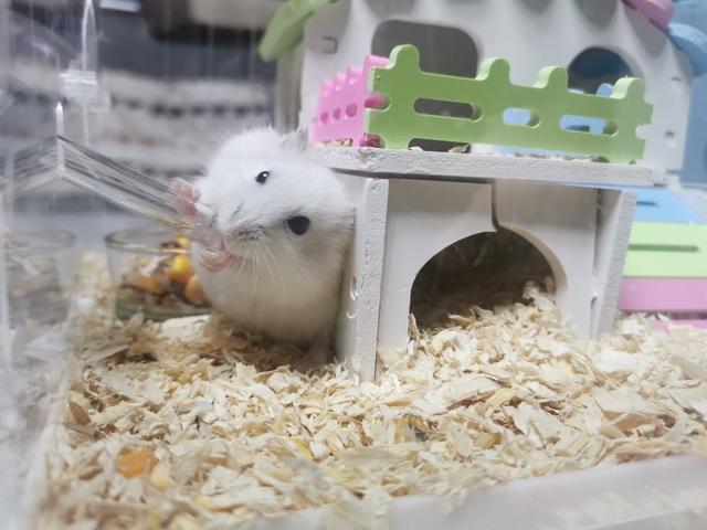仓鼠为什么埋在木屑里