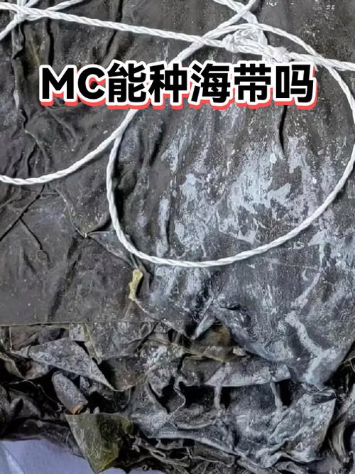 我的世界海带怎么种植