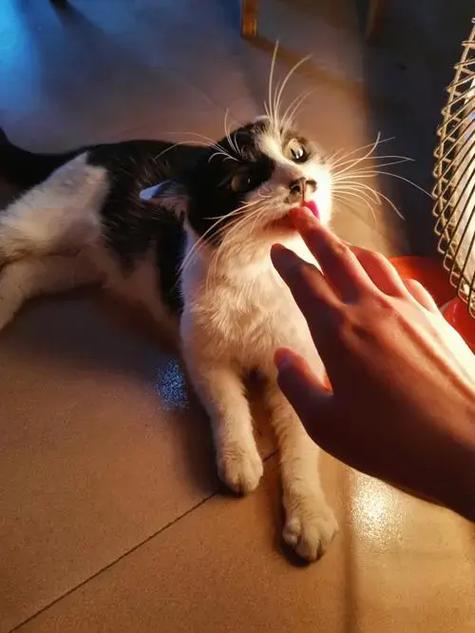 猫猫呼吸急促