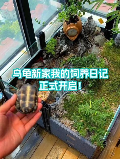 养龟的方法和技巧截图1
