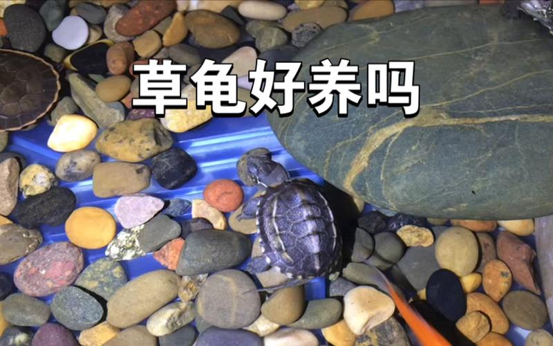 养龟的方法和技巧截图2