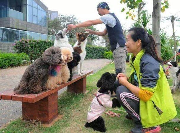 遛狗师的工资收入情况