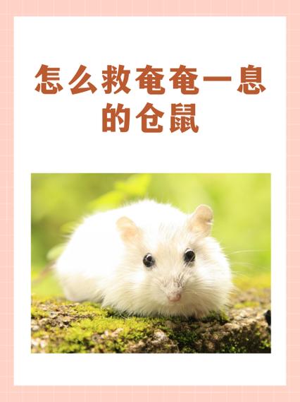 仓鼠掉水里多久会死 仓鼠掉水里多久会死