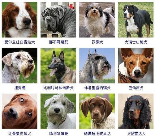 宠物狗品种推荐