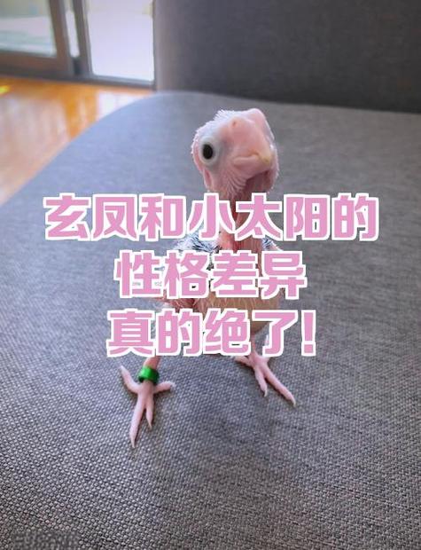 玄凤鹦鹉可以单养吗 玄凤鹦鹉可以单养吗