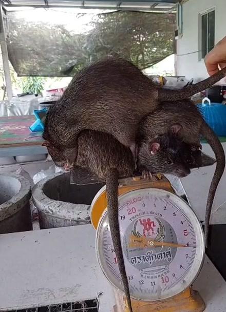 硕鼠有没有手机