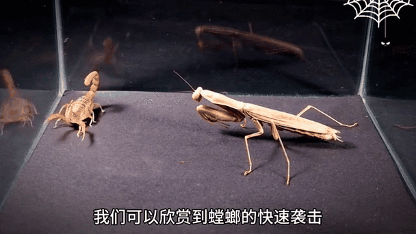 螳螂vs蝎子
