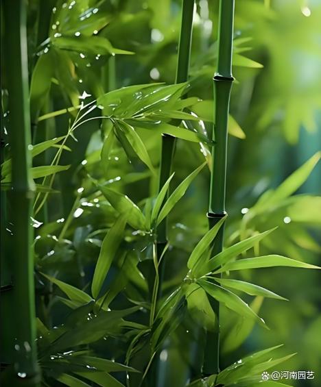 微信竹子符号怎么打