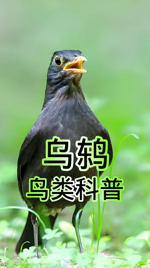 引鸟最厉害10个声音