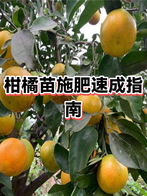 黄美人柑橘苗哪里有卖