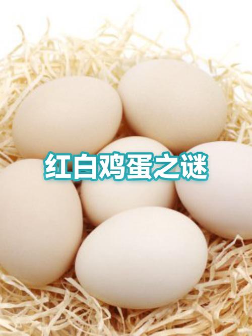 白色的蛋是什么蛋 白色的蛋是什么蛋