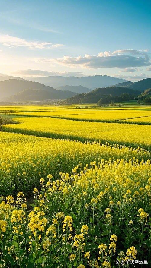 花草图片自然风景