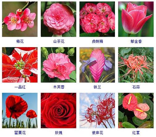 花按颜色分类