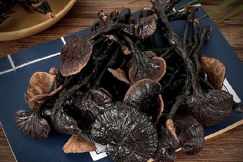 竹子上长的灵芝图片 竹子上长的灵芝图片