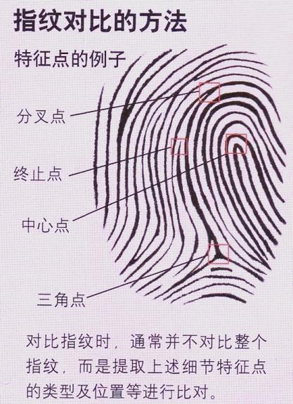 指纹的三种类型