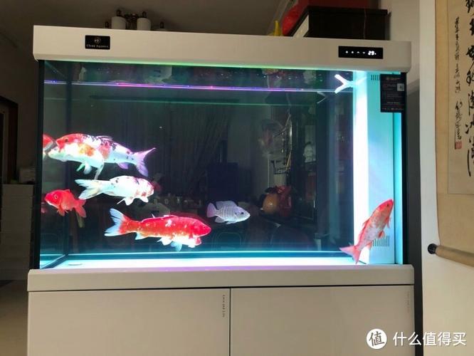 可丽爱鱼缸和彩蝶哪个好