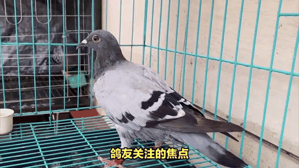 台湾鸽查询系统(官网)