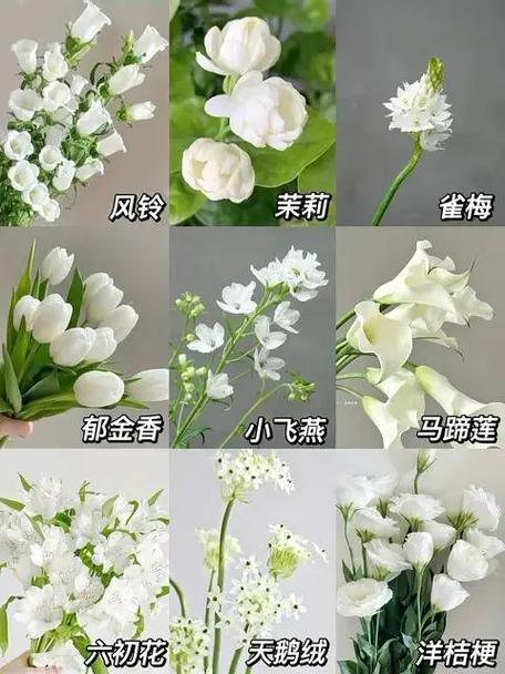 花的种类名称大全