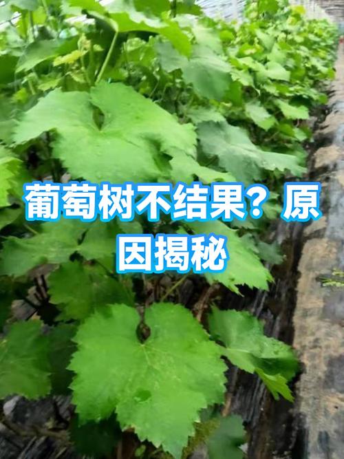 葡萄树为什么不结果的原因