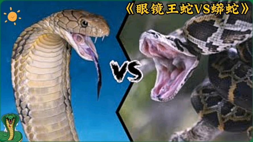 眼镜王蛇和蟒蛇谁厉害