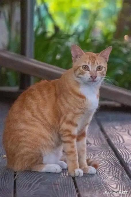 橘猫攻击性强吗