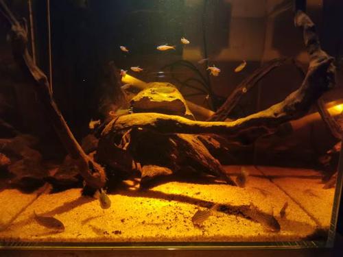 南美水族论坛手机版