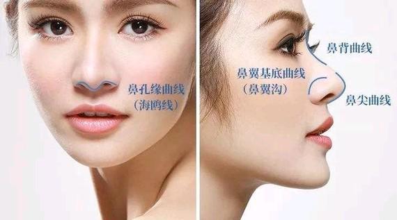海鸥鼻是什么样子的