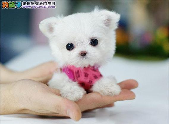 哪里能买到茶杯犬