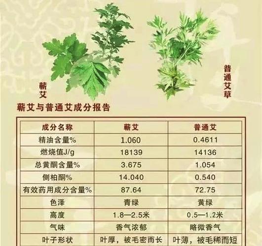 艾草的作用和功效与主治