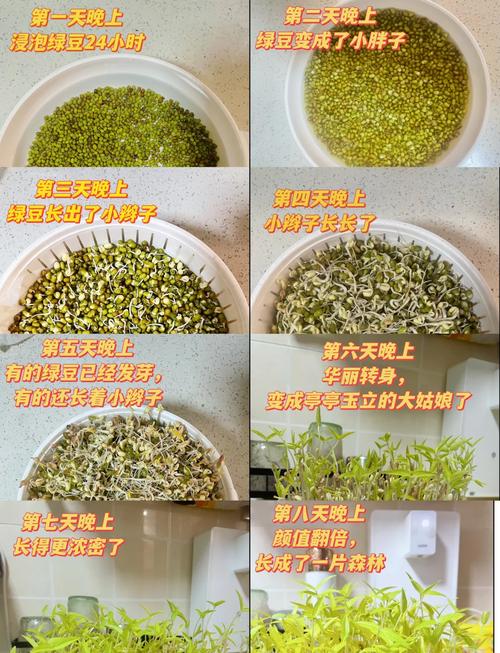 小豆苗怎么重新定位