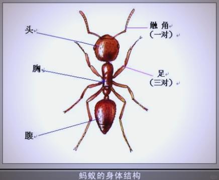 蚂蚁任务是真的吗