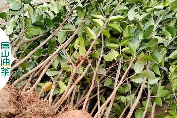 哪里有卖油茶苗 哪里有卖油茶苗